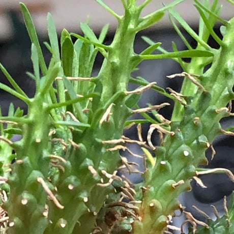 euphorbia caput-medusae 天荒竜《S size》※現地球株発根済※珍しい小振りながら整った樹形バランスと枝振りも良き一株‼︎※black bowl pot植え