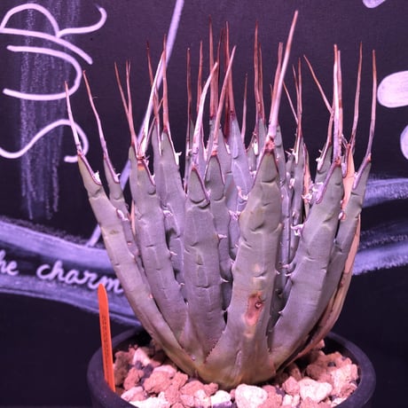 agave   utaensis eborispina《L size》