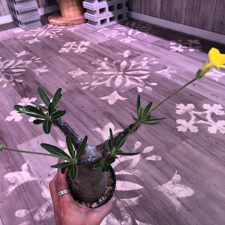 packypodium  gracilius《大きめ M size》※現地球株  発根済み株‼︎  （限定1株）