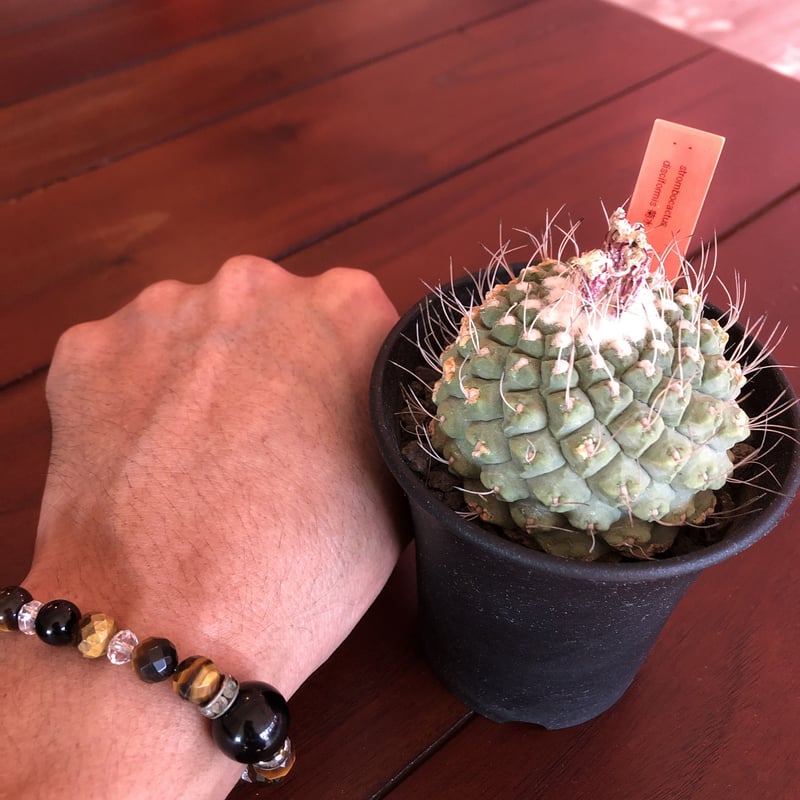 strombocactus 菊水《L size》bigで木質化した一部を持つ球体 strombocactus 菊水《L size》bigで木質化した一部を持つ球体