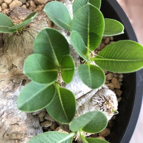packypodium  brevicaule  恵比寿笑い《M  size》丁度良いsize感
