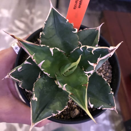 agave     titanota《S  size》from Europa  限定２株‼︎
