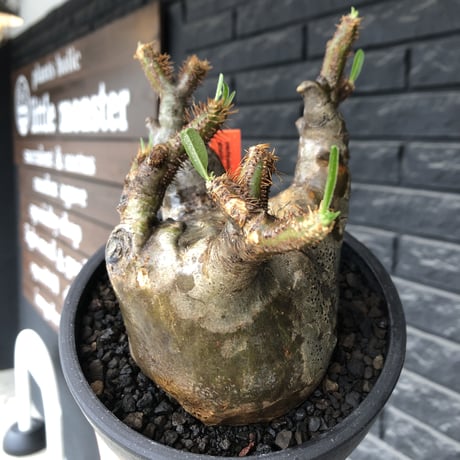 pachypodium gracilius《L size》※現地球発根後店主国内管理4年株※ぼってり偏平樹形にガクガク枝振りが堪らない一株‼︎※mad black bowl pot植え