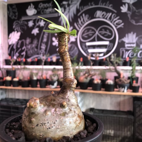 packypodium  gracilius《小さめM size》※希少ニ頭枝※現地球発根済株※店主国内管理2年株※まん丸ながら偏平樹形のかわいい一株‼︎※mad black pot植え