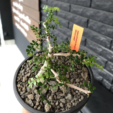 opercullicarya decaryi  littmon  seed🌱  《3年株》※成長早く例年変化感じながら育てられるlowに作り込んだ良樹形※mad  black  bowl pot植え