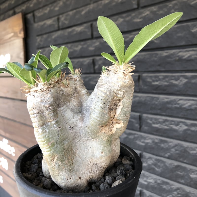 pachypodium eburneum《M size》※現地球発根後店主国内管理5年株※...