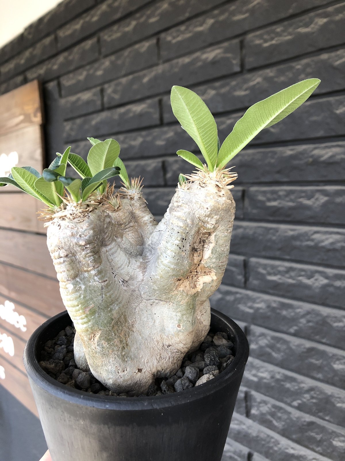 pachypodium eburneum《M size》※現地球発根後店主国内管理5年株※