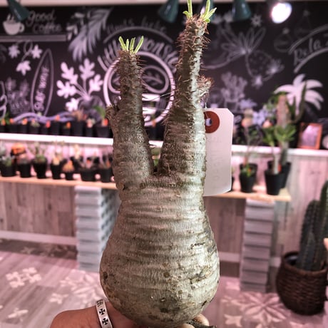 packypodium    gracilius《M size》輸入まもないまん丸新鮮株🌵vo③ 限定9株