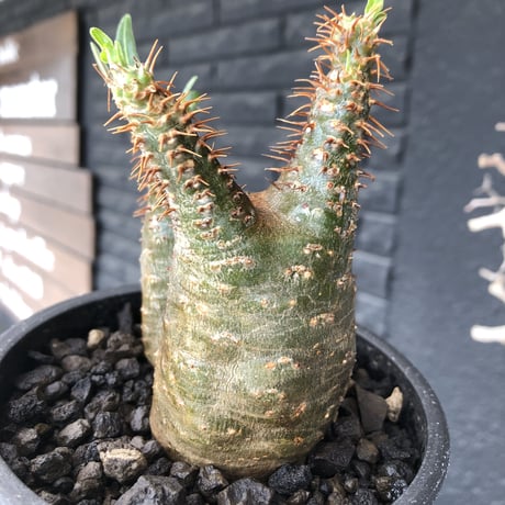 pachypodium  gracilius《M size》希少‼︎ニ頭枝w-he'd＆極green肌株※現地球発根後店主国内管理2年株※極green肌良樹形双頭株※mad black pot植え
