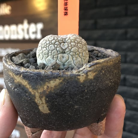 pseudolithos migiurtinus《大きめM size》驚愕‼︎激希少種※現地球発根後店主国内管理8年株※爬虫類や恐竜見たくwildな肌が堪らない‼︎※陶器浅鉢植え