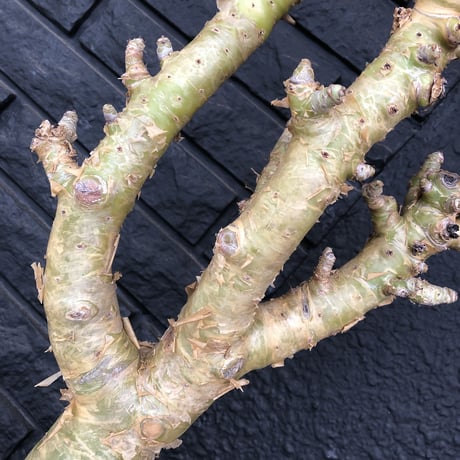 tylecodon  paniculatus《L L size》店主国内管理7年株※唯一無二な極太パニク※激希少big株幅‼︎チレコ最大種の大変オススメ株※mad black bowl pot植え