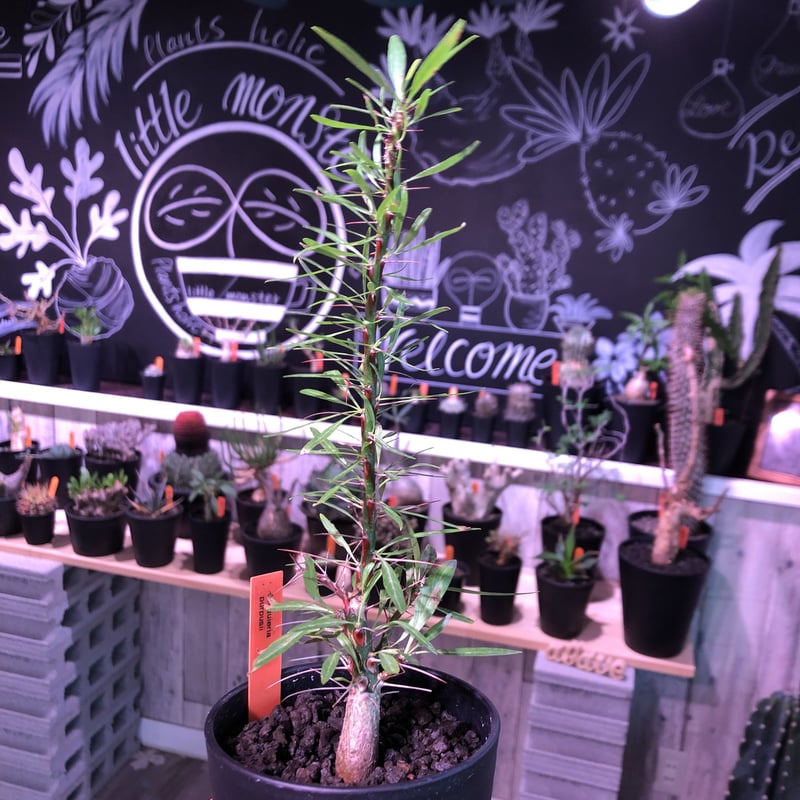 fouquieria purpusii《M size》希少株 | plants holic