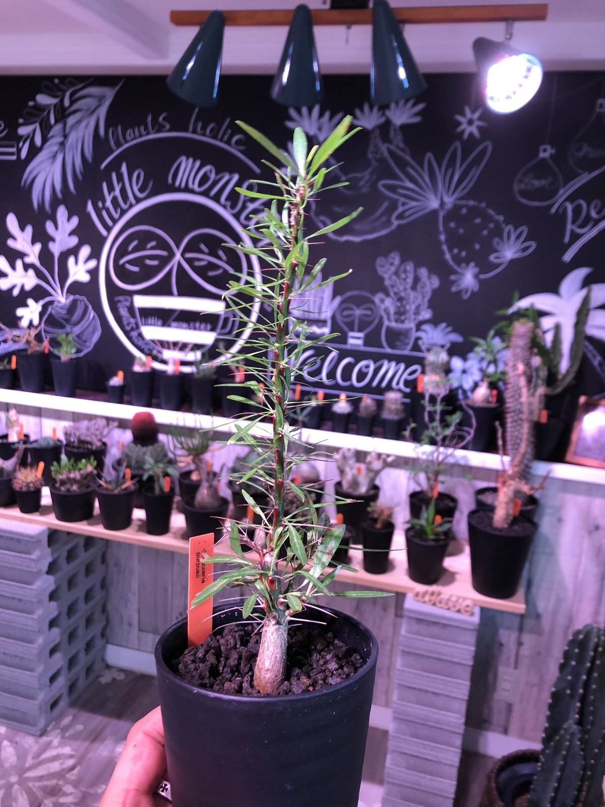 fouquieria purpusii《M size》希少株 | plants holic