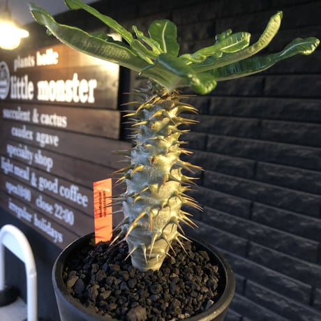 pachypodium  ambongense  littmon seed🌱《大きめM size》希少種※実生でも流通少なき将来有望ぼってり株※mad black pot植え