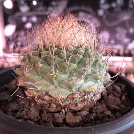 strombocactus 菊水《大きめL size》※希少‼︎現地球発根済株※実生菊水でなく希少高さ現地球株の上、更に大きく成長するtypeのbig菊水‼︎※mad black bowl pot植え