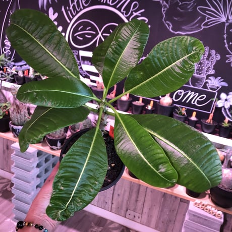packypodium  baronii  《大きめM size》店主国内管理4年株※現地球発根済株※大変味ある成熟株の肌質でカッコいいバロニー‼︎※mad black pot植え