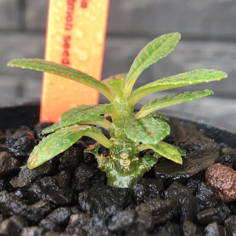 希少‼︎ dorstenia gigas《S size》littmon  seed🌱（実生株）※今季成長&枝振りに期待できる将来有望人気者ギガス※mad black pot植え