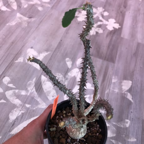 euphorbia    hofstaetteri《M size》希少‼︎