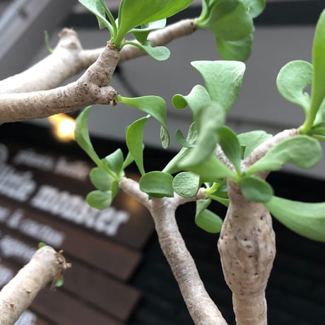 othonna furcata《M size》極白肌&極太幹株※現地球発根後店主国内管理3年株※極美白肌且つ小振りで丁度良きサイズ感※mad black pot植え