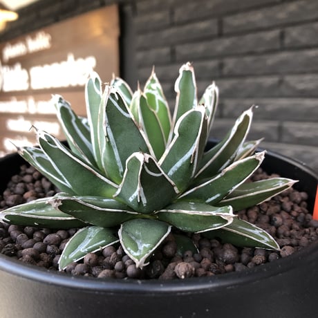 agave  笹の雪《大きめM size》※現地球発根後店主国内管理2年株※締まり良きbalanceも美しいbest size※blackプラ鉢植え