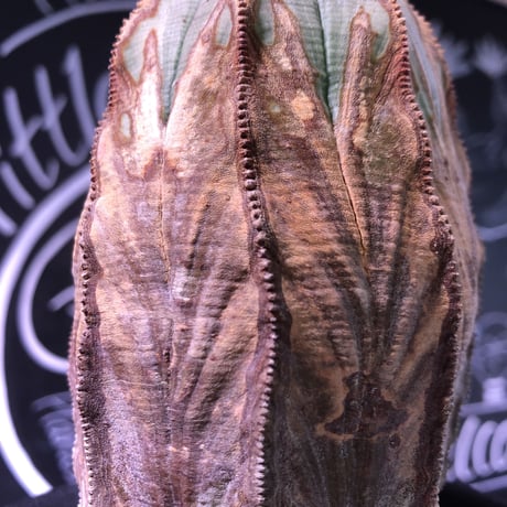 euphorbia    obesa