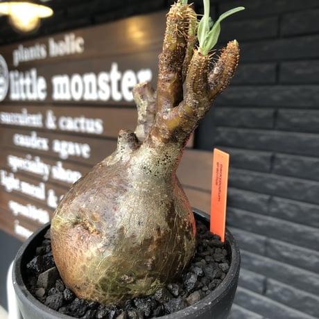 pachypodium  gracilius《M size》ぼってり株※現地球発根済株※店主国内管理3年株※ぼってり樹形且つ特化した柄を持つ良きサイズ感※mad black pot植え