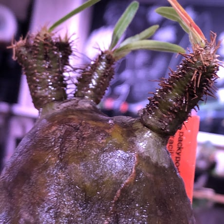 pachypodium  gracilius《大きめS size》希少二頭枝※現地球発根済株※丸すぎないこの若干の歪感が何とも愛くるしく堪らない‼︎カワイイ一株※mad black pot植え
