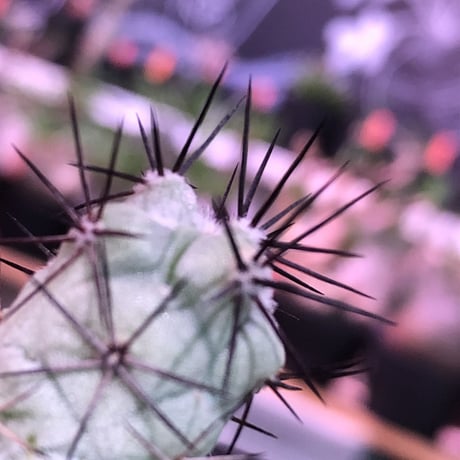 ortegocactus   macdougallii《S size》希少※現地球カキ仔自根株※薄水色肌極美株‼︎※mad black pot植え