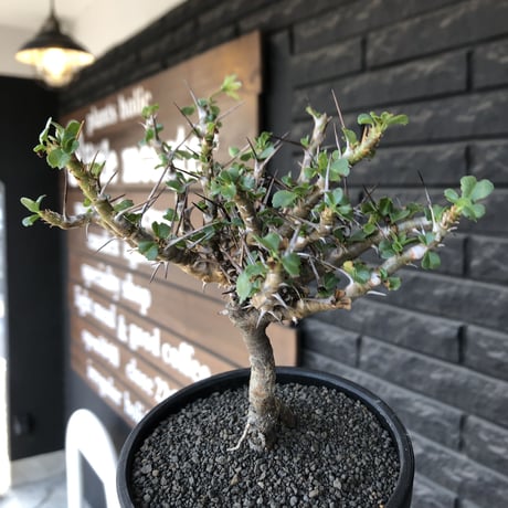 sarcocaulon  vanderietiae《小さめL size》※現地球発根後店主国内管理3年株※希少夏型種‼︎balance良樹形な幹上がり仕立て※mad black bowl pot植え