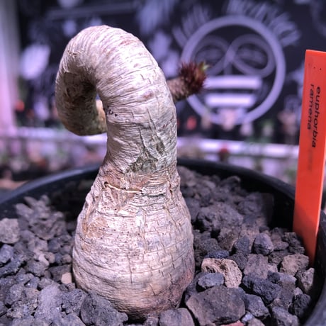 euphorbia ramena《M size》※ぽっこり塊根の上、特に絶妙な捻くれ加減が堪らないラメナ‼︎希少南アフリカ物※mad black bowl pot植え