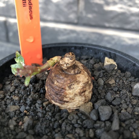 pterodiscus elliottii 《小さめM size》驚愕‼︎激希少種※現地球発根後店主国内管理3年株※綺麗&味深さを併せ持つ大変希少な一株※mad black pot植え