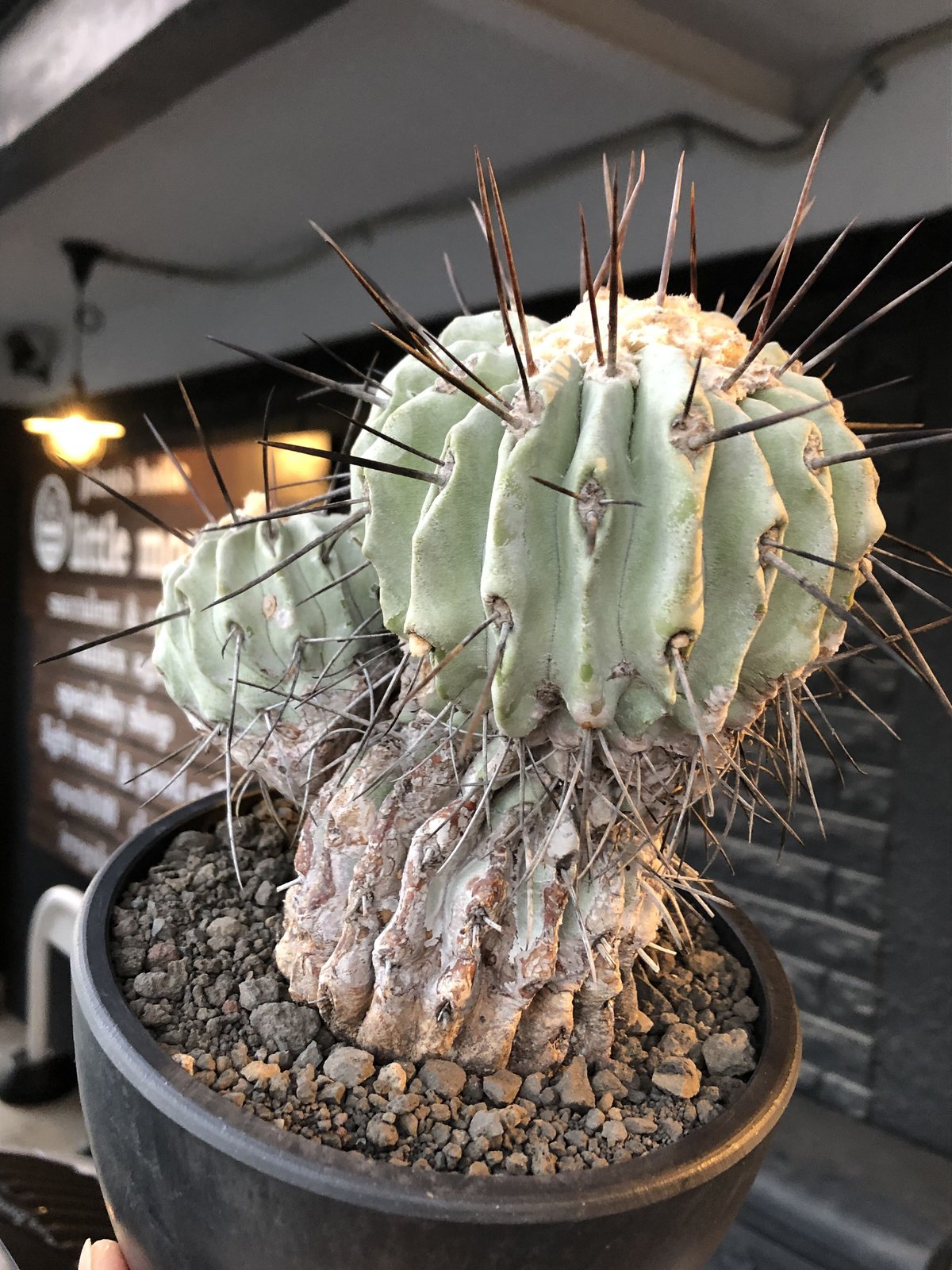 copiapoa cinerea ver.dealbata《L size》※現地球発根後店主国...