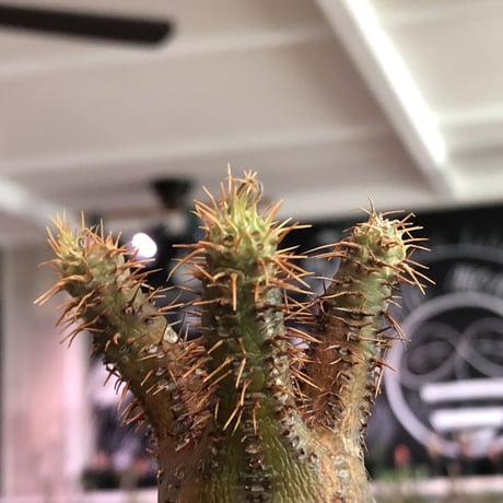 pachypodium  gracilius《大きめS size》一部緑赤肌＆現地焼け株※現地球発根済株※店主国内管理2年株※良balance立体的ボコボコ表皮の選抜株※mad black pot植え