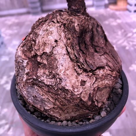cyphostemma    pachypus《大きめM size》希少size‼︎ ※歴史と育ちの生き様を実感できる一株‼︎※mad black bowl pot植え