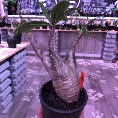 pachypodium  gracilius《M size》※現地球株  発根済み株‼︎  （限定1株）バランスの取れた手乗りサイズ　※mad black pot植え