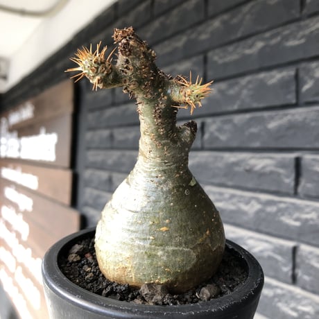 pachypodium gracilius《大きめS size》球体良樹形※現地球発根後店主国内管理3年株※weight低き短枝で360度球体良樹形※mad black pot植え