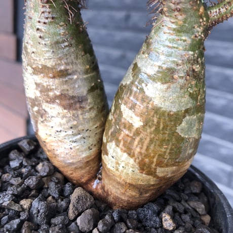 pachypodium gracilius《大きめS size》希少一部green肌&W-he'd株※現地球発根後店主国内管理2年株※霜降り迷彩柄の良樹形株※mad black bowl pot植え