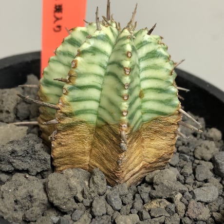 euphorbia  meloformis 錦《M size 》※現地球株発根済※小振り過ぎない良きサイズ感の綺麗な一株※mad black pot植え