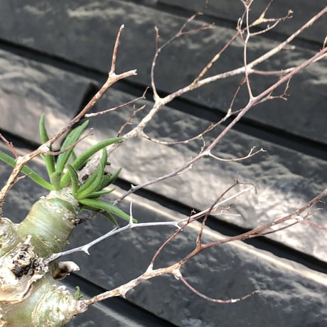 tylecodon  reticulatus《M size》※現地球発根済株※店主国内管理4年株※棘も多く残っており幹太めな味深き一株‼︎美しさ &impact絶大※mad black pot植え