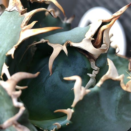 agave titanota  白鯨強棘陽炎bowl type《L size》※現地球株発根済※ウネウネ最高の鋸歯に幅広肉厚ボウルタイプ※black bowl pot植え