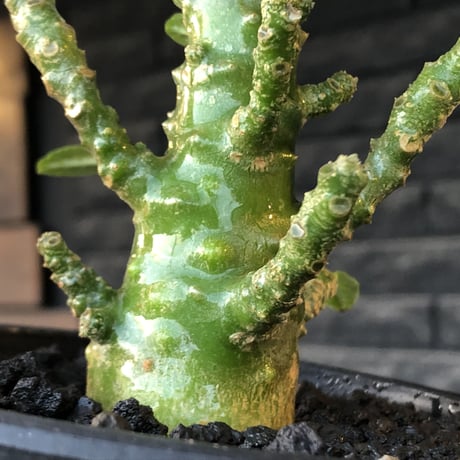 希少‼︎dorstenia gigas《小さめL  size》littmon  seed🌱9年株※極太ぼってり株元に良枝振りなリトモン渾身の一株※mad black pot植え