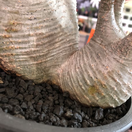 packypodium  gracilius《L size》W-hed※一周年記念vol１※現地球発根済み株‼︎※質良し!リトモン渾身のW-hed※mad black bowl pot植え