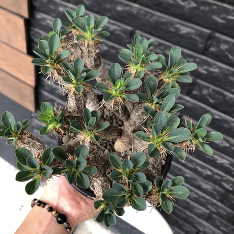 euphorbia  guillauminiana《大きめM size》※現地球発根後店主国内管理4年株※個体差としての大変枝振りも良く美しい白肌が堪らない※mad black pot植え