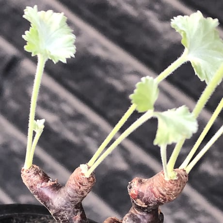 pelargonium  mirabile《大きめS size》※現地球店主国内管理4年株※愛おしく堪らないと感じる冬型の人気者※mad black pot植え