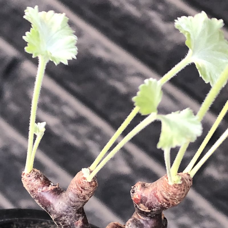 pelargonium mirabile《大きめS size》※現地球店主国内管理4年株※愛