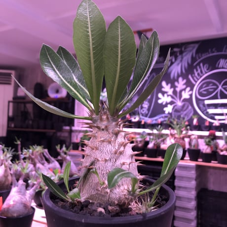 packypodium  horombense  littmon seed🌱《L size》※たっぷり水飲み年月をかけ作り込んだ特大リトモン実生ホロン‼︎※オススメ株※mad black pot植え