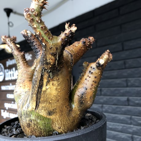 pachypodium makayense《L size》三分頭株green &gold肌&現地焼け※現地球発根後店主国内管理5年株※えげつない極wild※black bowl pot植え
