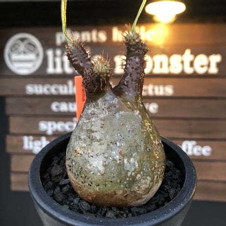 pachypodium gracilius《大きめS size》希少ニ頭枝green肌 ※現地球発根済株※店主国内管理2年株※球体&A面green肌B面現地焼け肌※mad black pot植え