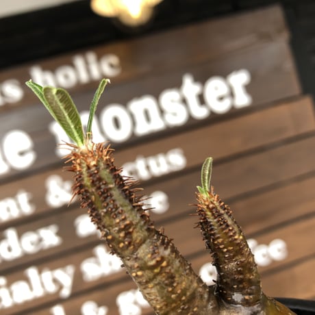 pachypodium  gracilius《S size》現地焼け株※現地球発根済株※店主国内管理2年株※愛くるしい装いbalanceに現地焼けがギャップ萌えな一株※mad black pot植え