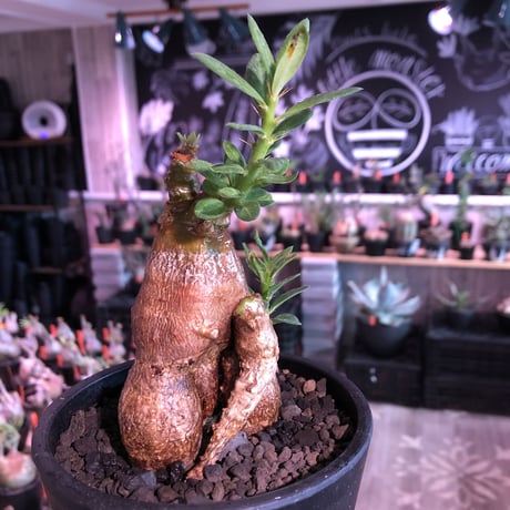 packypodium bispinosum 《M size》※現地球発根済株※小振りでも株元がwildな丁度良きサイズ感‼︎※mad black pot植え